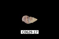 藏品(織紋螺)的圖片